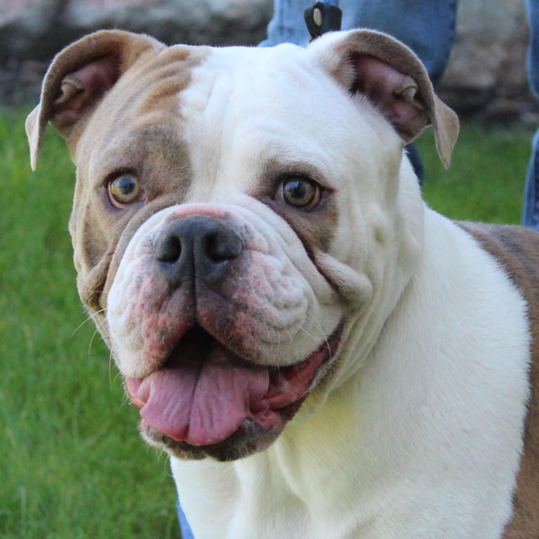 Enlarge Trixie, an adopted mixed breed in Eaton, OH image 1/6