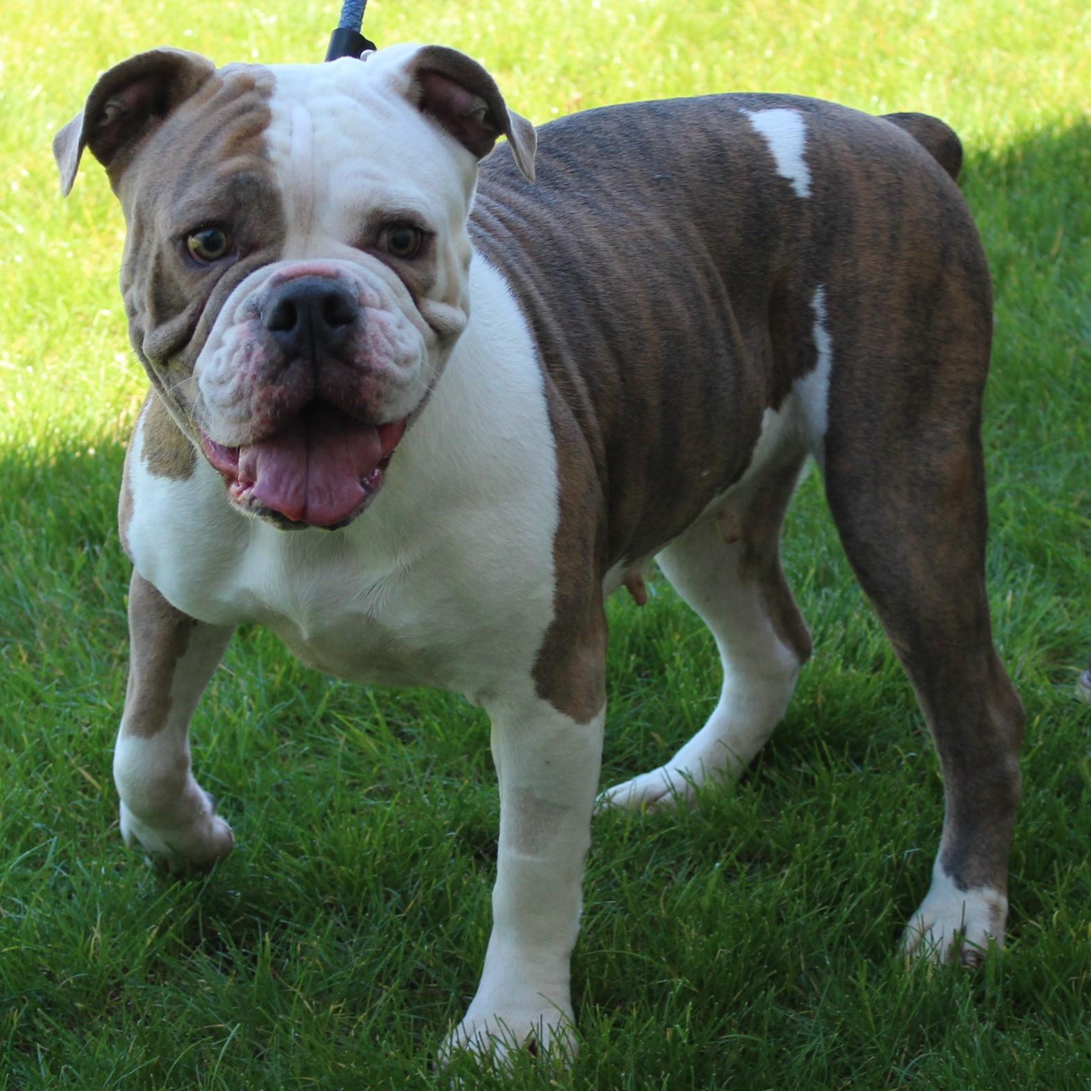 Enlarge Trixie, an adopted mixed breed in Eaton, OH image 2/6