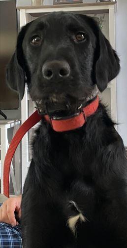 Guiness, Adoptable, Adult Female Labrador Retriever.