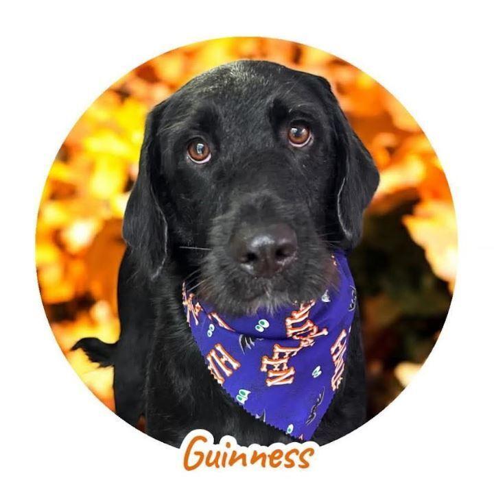 Guiness, a Adoptable mixed breed in Mocksville, NC image 2/3