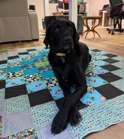 Guiness, a Adoptable mixed breed in Mocksville, NC image 3/3