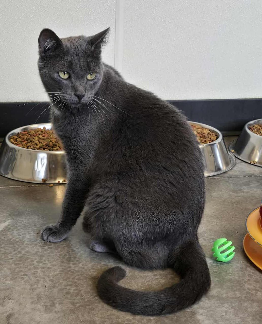 Gino, an adoptable Domestic Short Hair in Larned, KS, 67550 | Photo Image 6