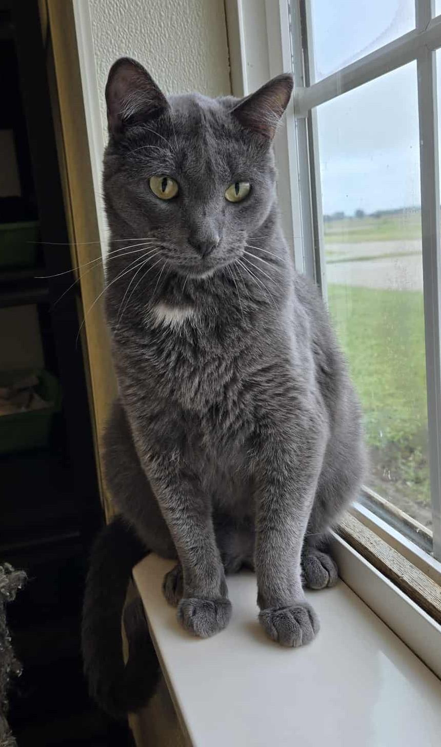 Gino, an adoptable Domestic Short Hair in Larned, KS, 67550 | Photo Image 5