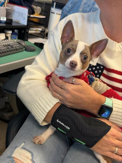 Enlarge Rigby, an adopted Mixed Breed in Key West, FL image 1/1