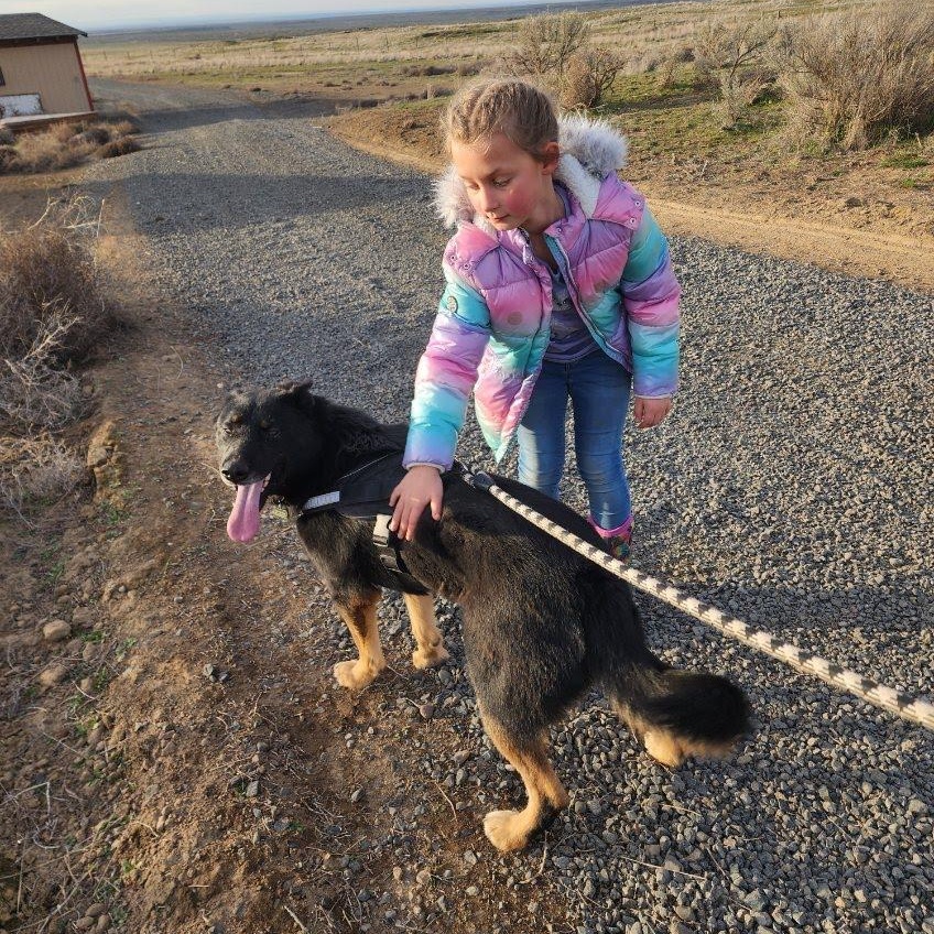 Buddy, a Adoptable mixed breed in Spanaway, WA image 2/6