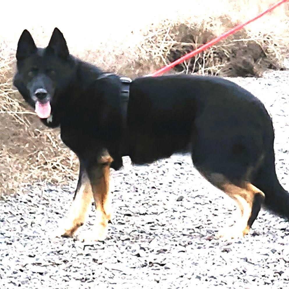 Enlarge Buddy, a Adoptable mixed breed in Spanaway, WA image 3/5