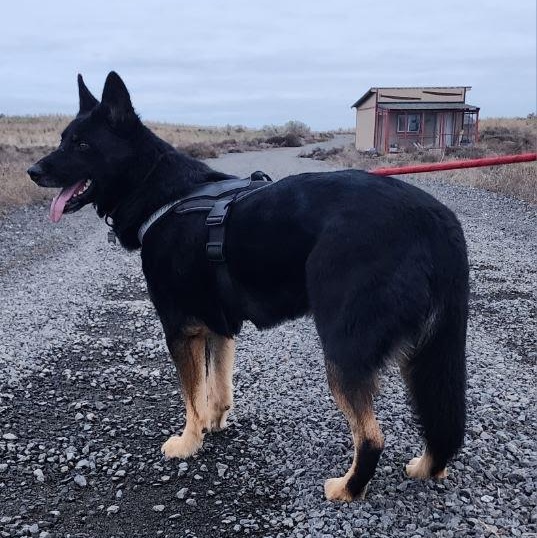 Buddy, Adoptable, Young Male German Shepherd Dog.