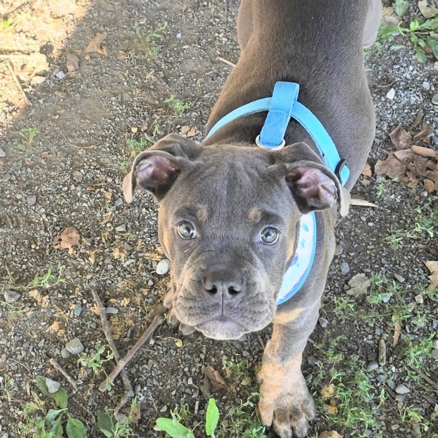 Enlarge MACK, a Adopted mixed breed in Hamilton, NJ image 3/5