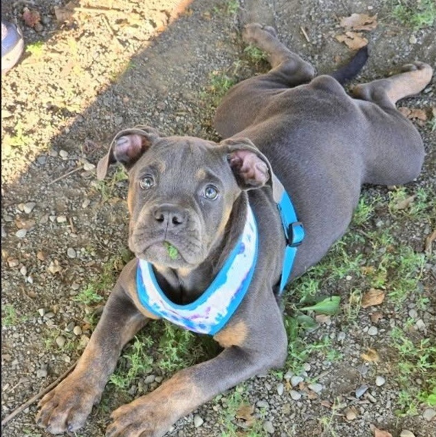 Enlarge MACK, a Adopted mixed breed in Hamilton, NJ image 5/5