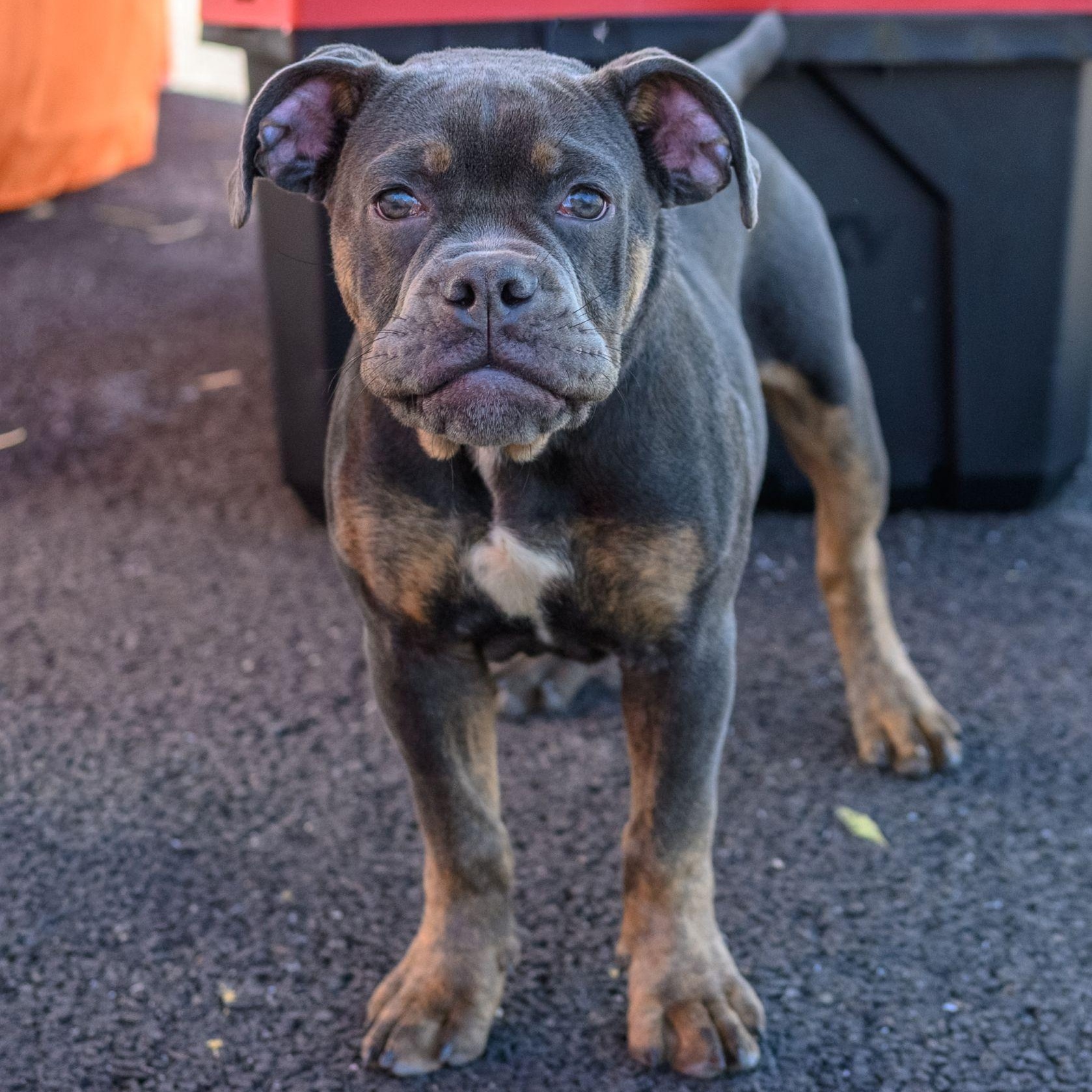 MACK, Adoptable, Young Male Bulldog.