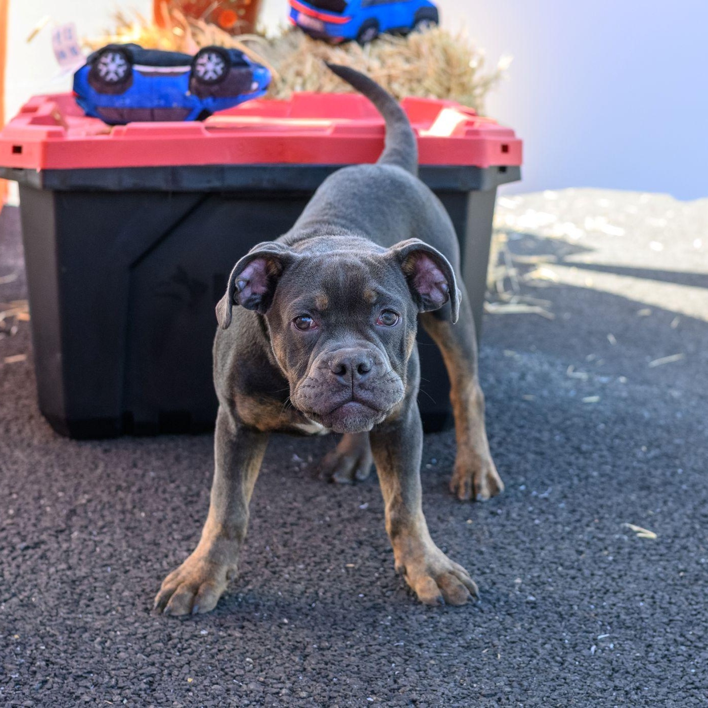 Enlarge MACK, a Adopted mixed breed in Hamilton, NJ image 2/5
