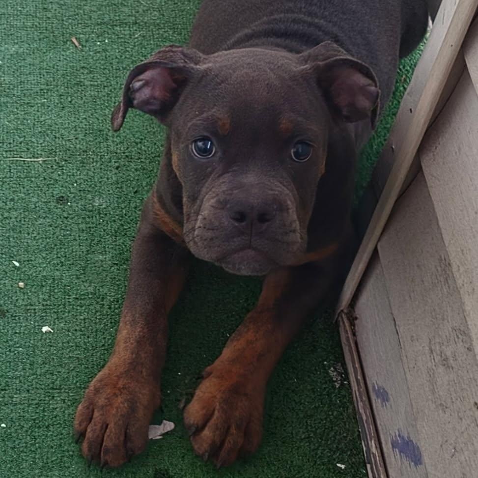 Enlarge MACK, a Adopted mixed breed in Hamilton, NJ image 4/5