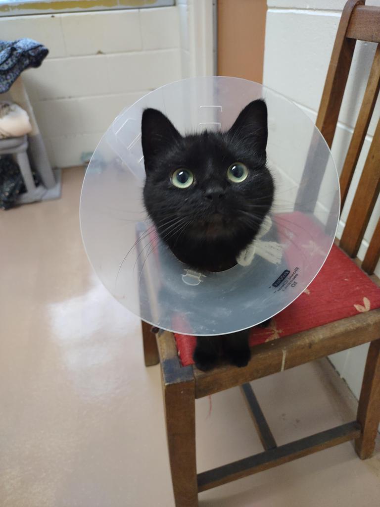 Enlarge Pipsqueak "Pip, a Adoptable mixed breed in Hamilton, OH image 1/2