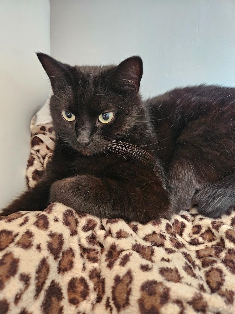 Enlarge Pipsqueak "Pip, a Adoptable mixed breed in Hamilton, OH image 2/2