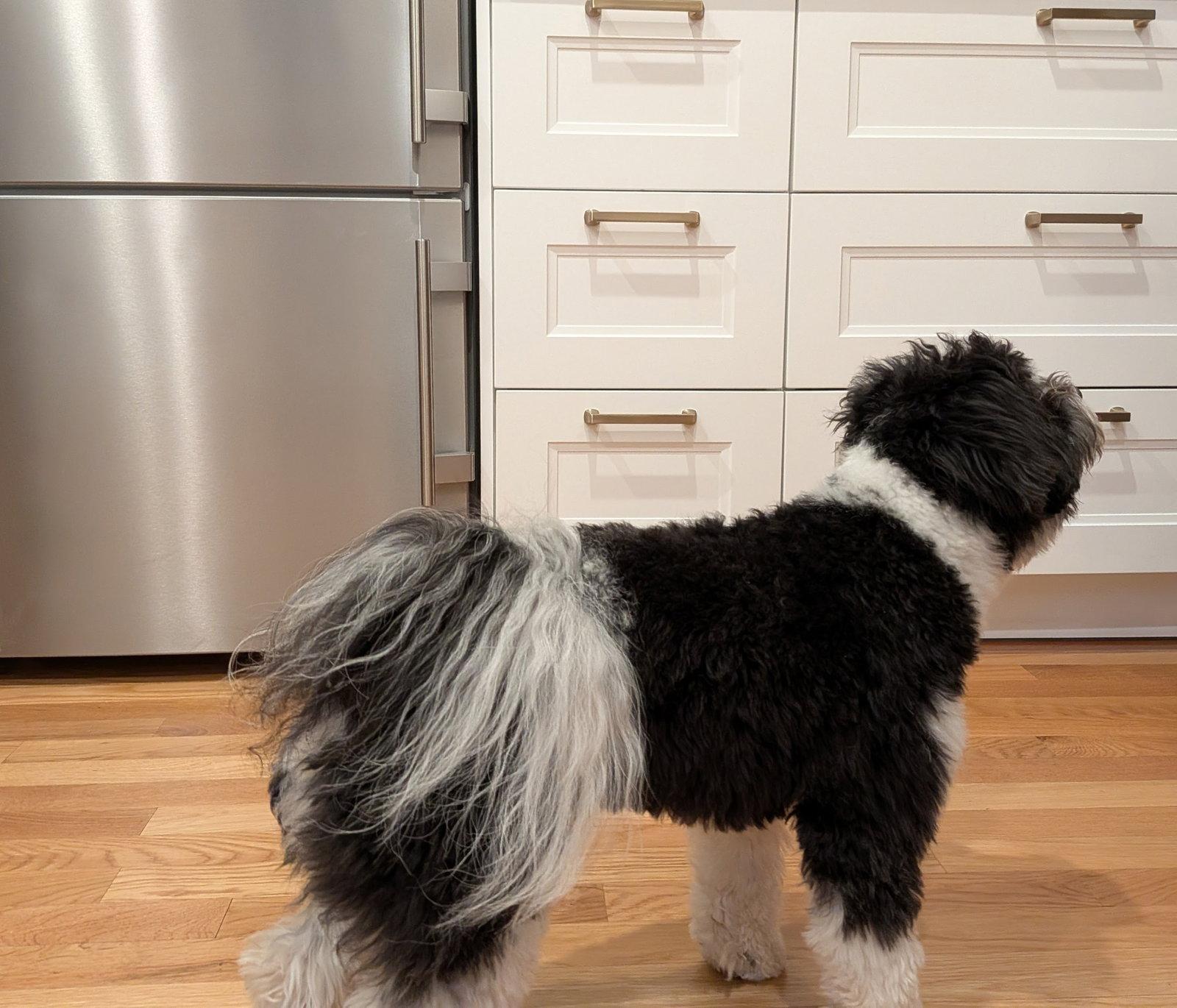 Tanner in NC, Adopted, Young Male Havanese.