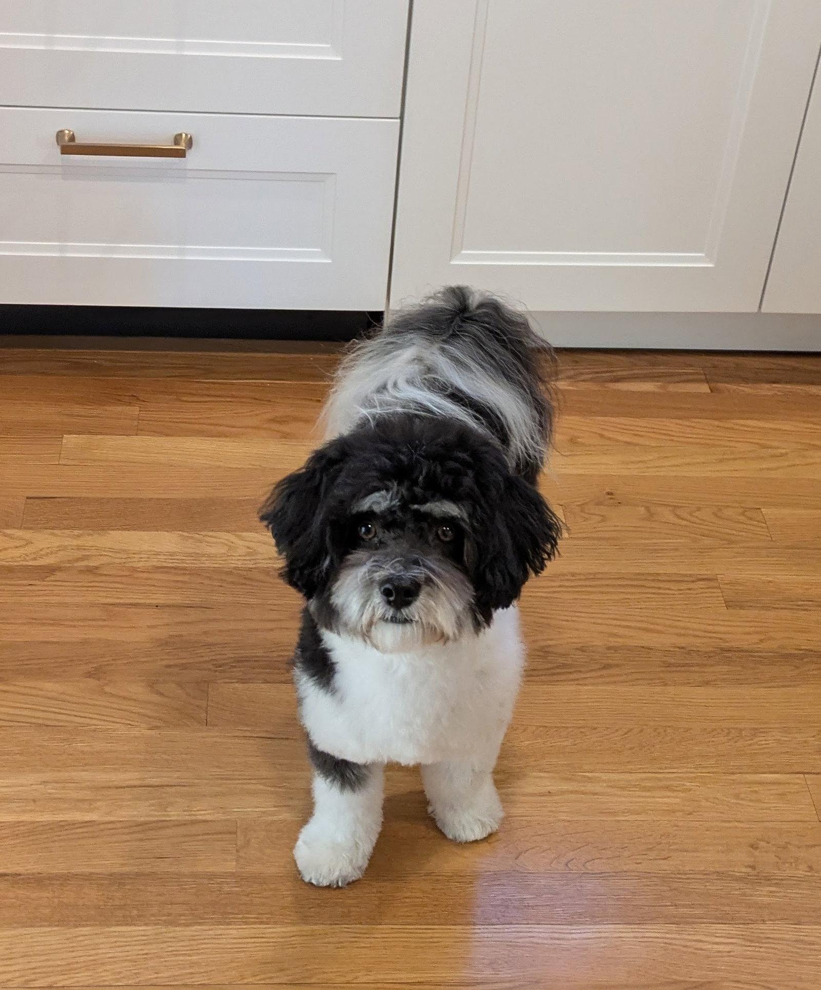 Tanner in NC, a Adopted Havanese in Cumming, GA image 2/2