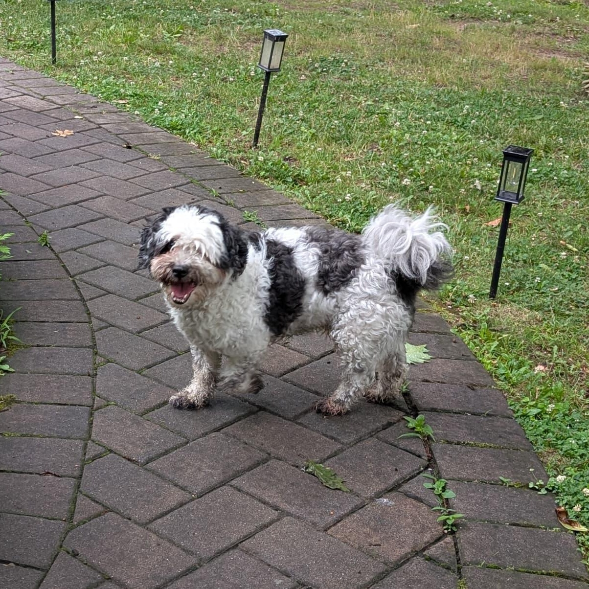 Enlarge Tuckin, a Adoptable mixed breed in New York, NY image 5/6