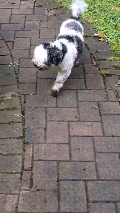 Enlarge Tuckin, a Adoptable mixed breed in New York, NY video 6/6