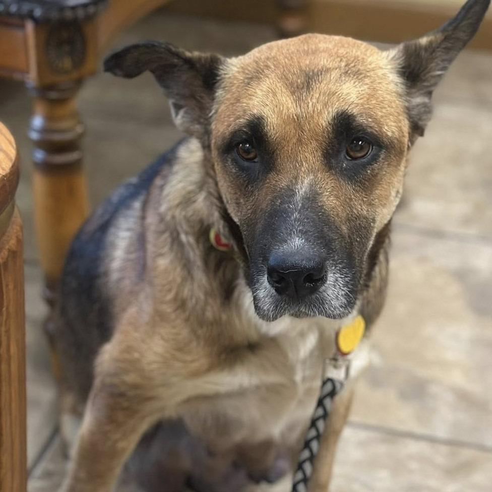 Birdie, Adoptable, Adult Female German Shepherd Dog.