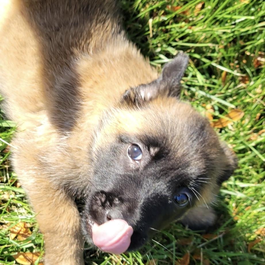 Enlarge Skyler, a Adoptable Belgian Shepherd / Malinois in China Township, MI image 6/6