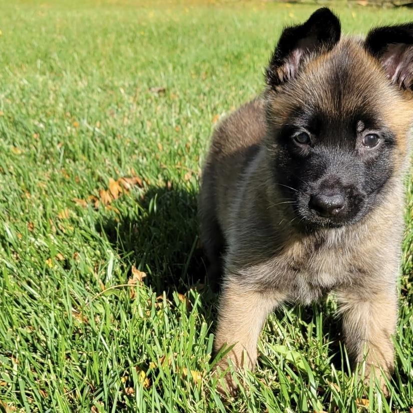 Enlarge Skyler, a Adoptable Belgian Shepherd / Malinois in China Township, MI image 2/6