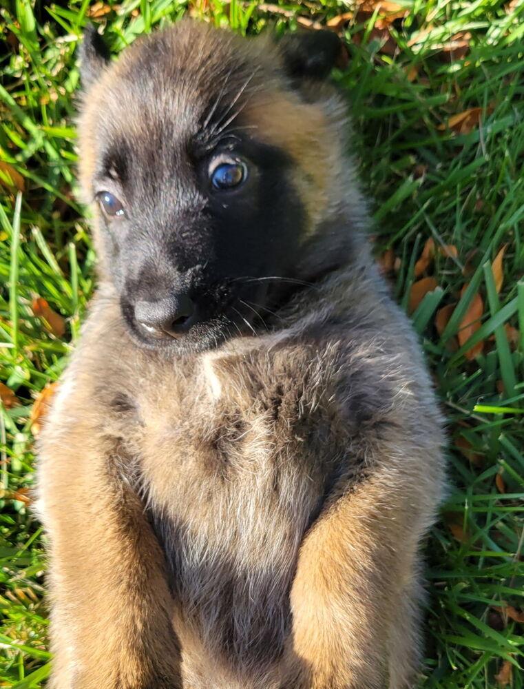 Enlarge Skyler, a Adoptable Belgian Shepherd / Malinois in China Township, MI image 4/6