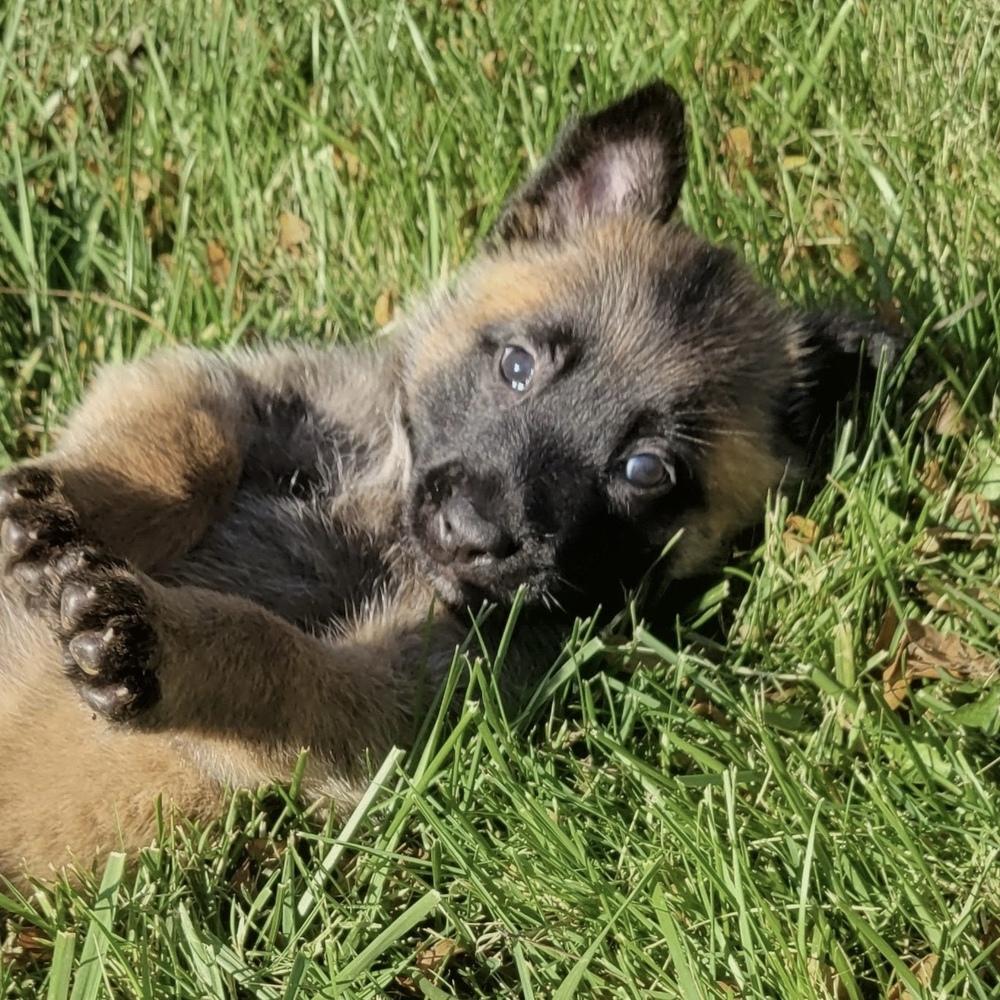 Enlarge Skyler, a Adoptable Belgian Shepherd / Malinois in China Township, MI image 3/6