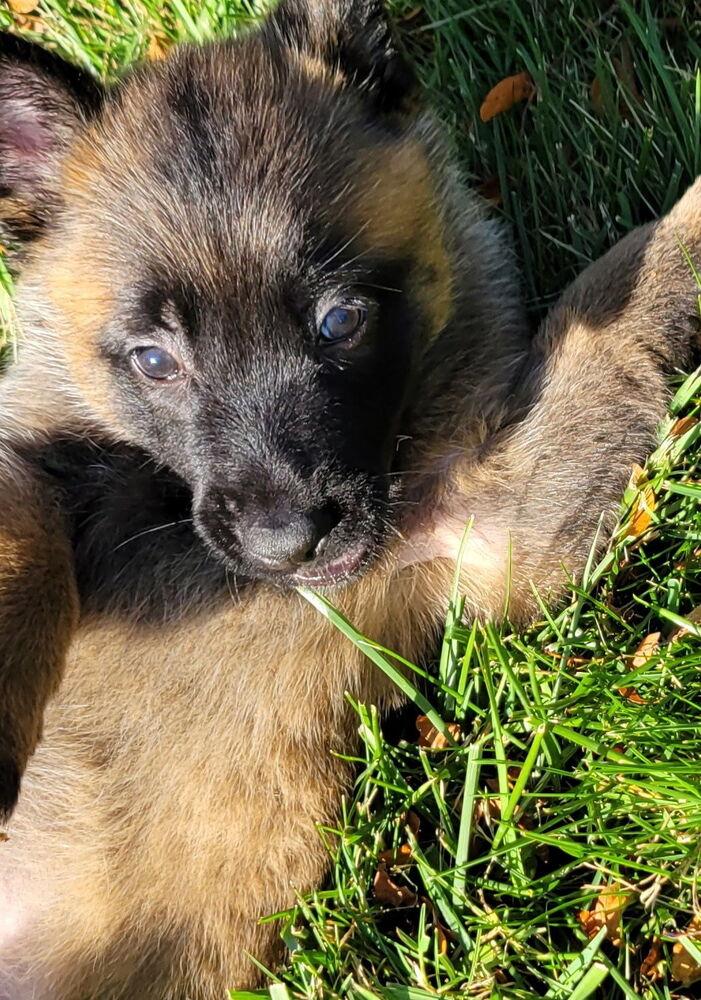 Enlarge Skyler, a Adoptable Belgian Shepherd / Malinois in China Township, MI image 5/6