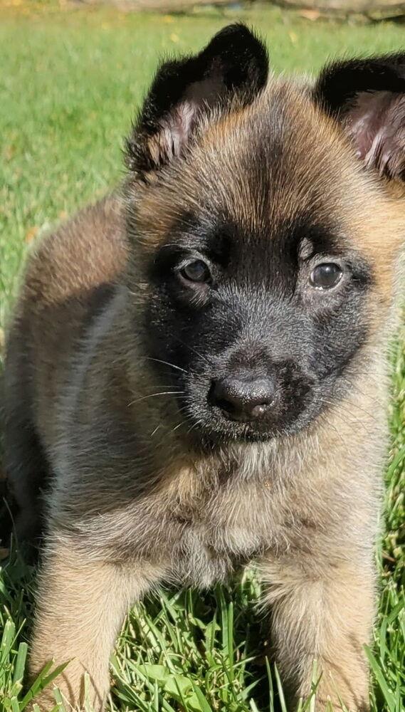 Enlarge Skyler, a Adoptable Belgian Shepherd / Malinois in China Township, MI image 1/6