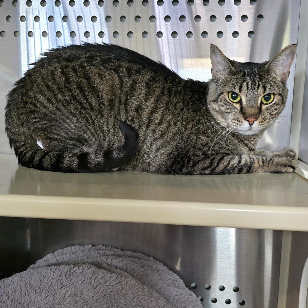 Enlarge Akira, a Adoptable Domestic Short Hair in Denver, CO image 1/1