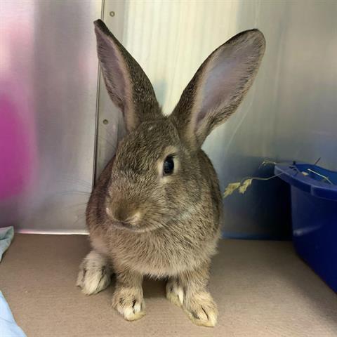 IVY, Adoptable, Adult Female Bunny Rabbit.