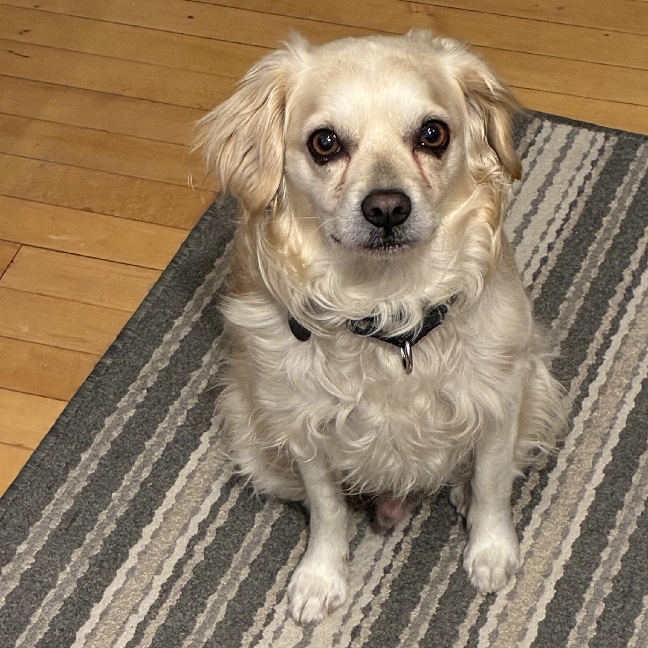 Enlarge Calder, a ADOPTABLE mixed breed in Chicago, IL image 2/3