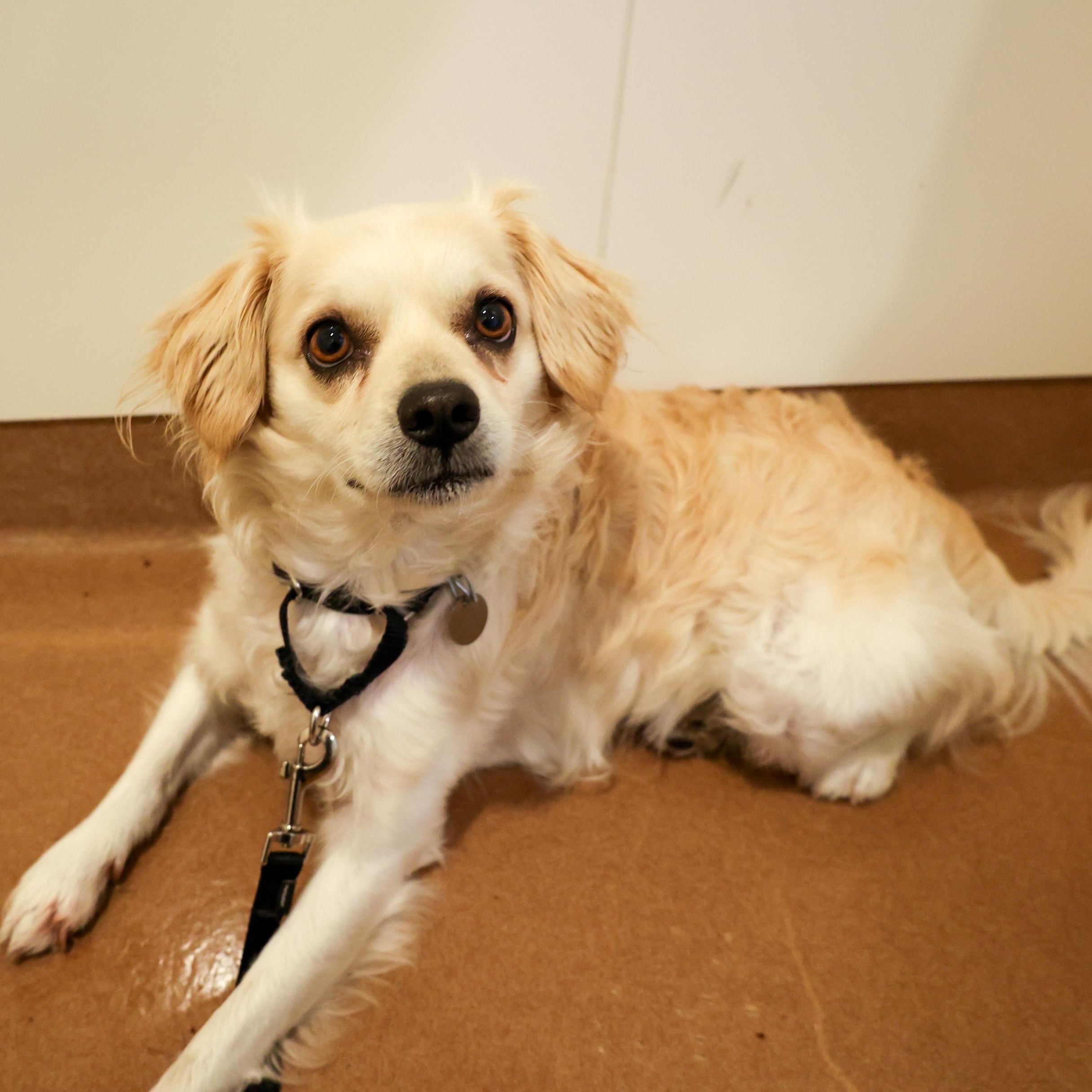 Calder, ADOPTABLE, Adult Male Mixed Breed.
