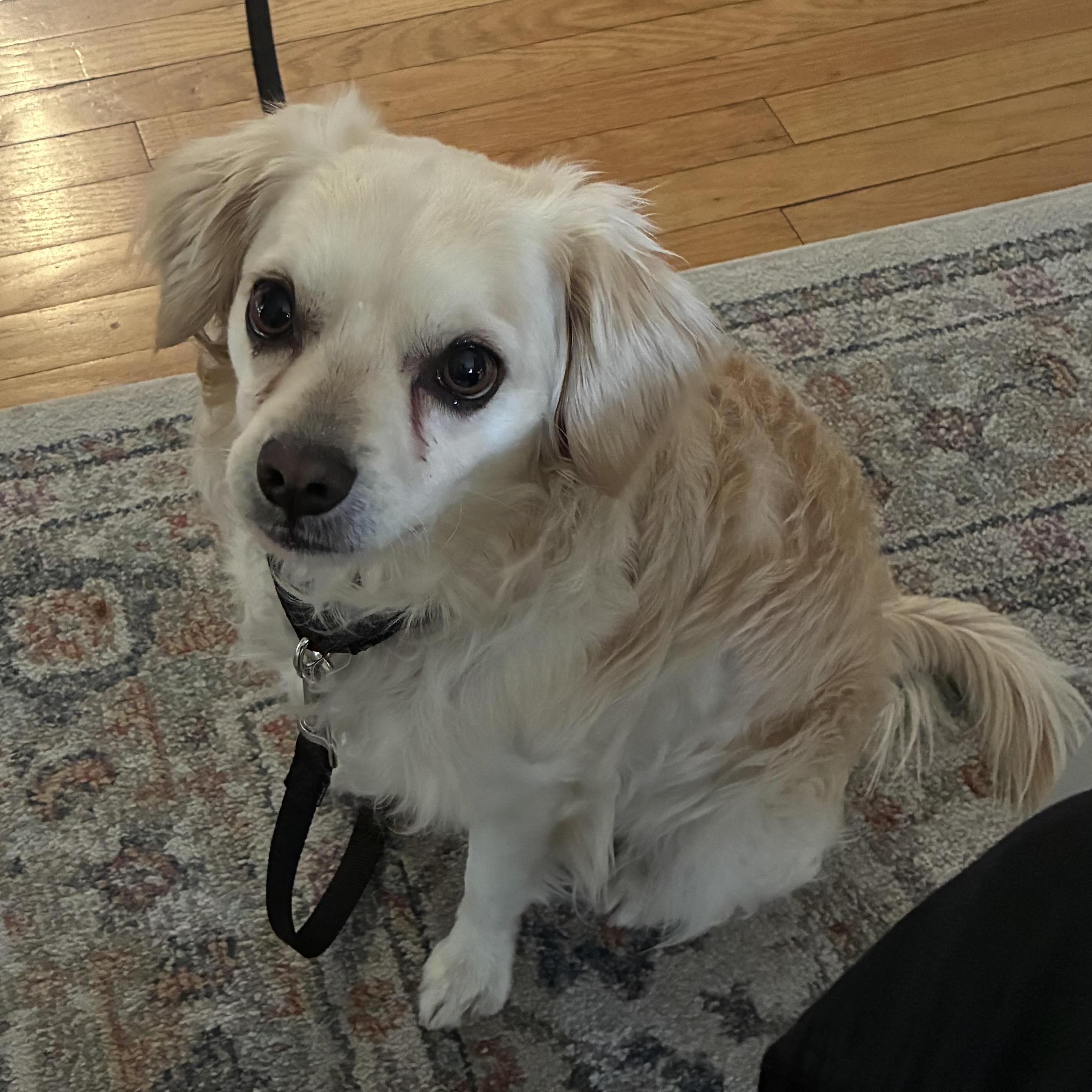 Enlarge Calder, a ADOPTABLE mixed breed in Chicago, IL image 3/3