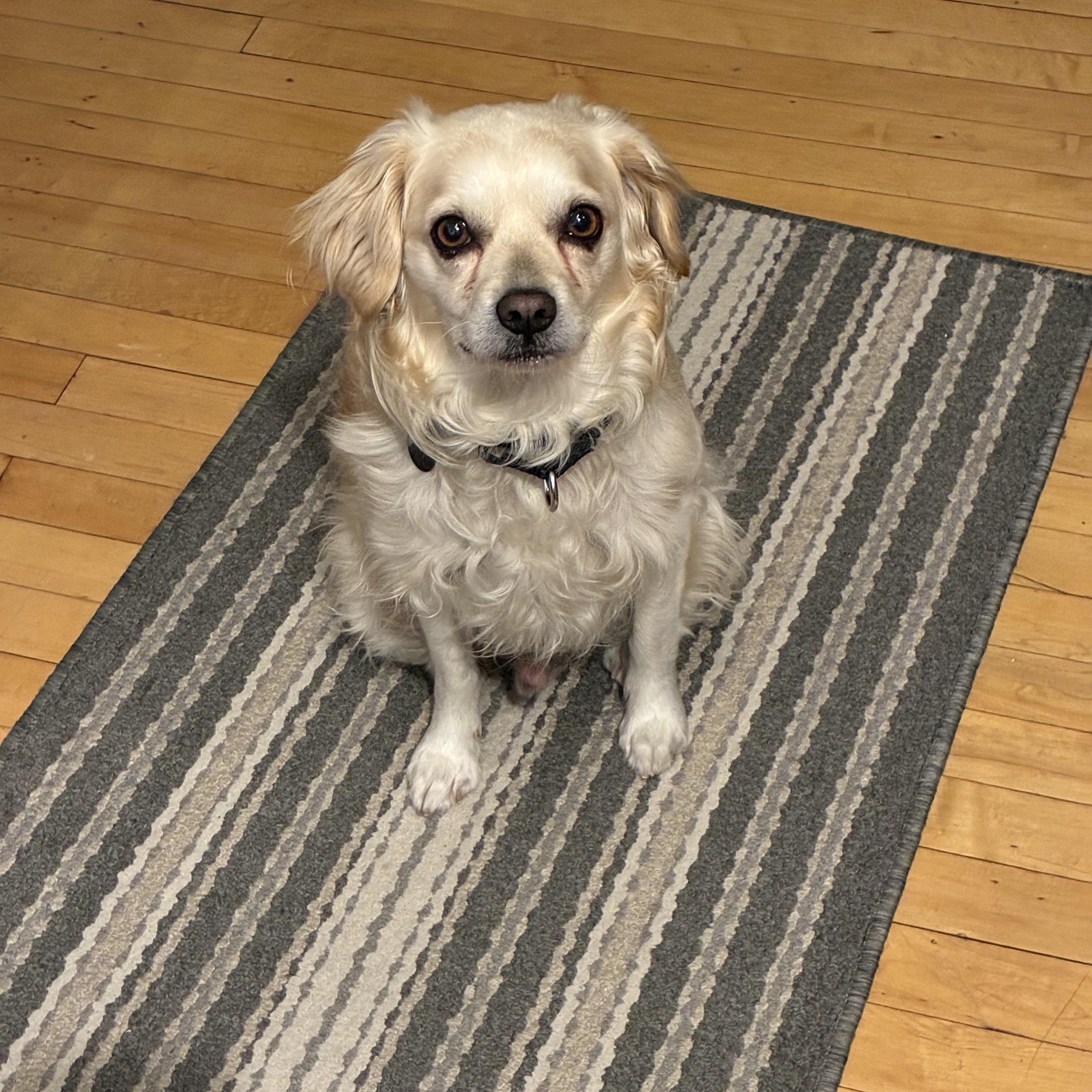 Calder, a ADOPTABLE mixed breed in Chicago, IL image 2/3