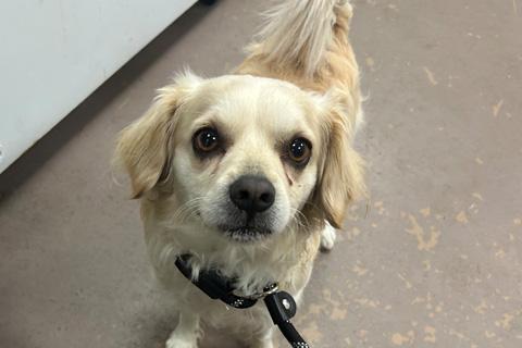 Calder, ADOPTABLE, Adult Male Mixed Breed.