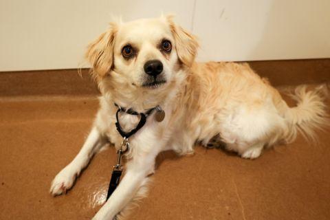 Calder, a ADOPTABLE mixed breed in Chicago, IL image 3/3