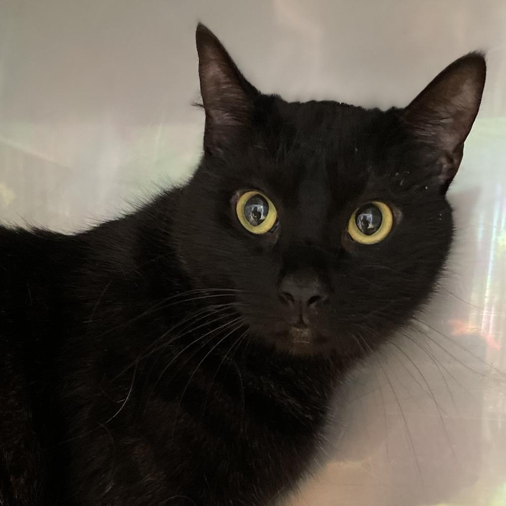 Blackberry, Adoptable, Adult Female Domestic Short Hair.