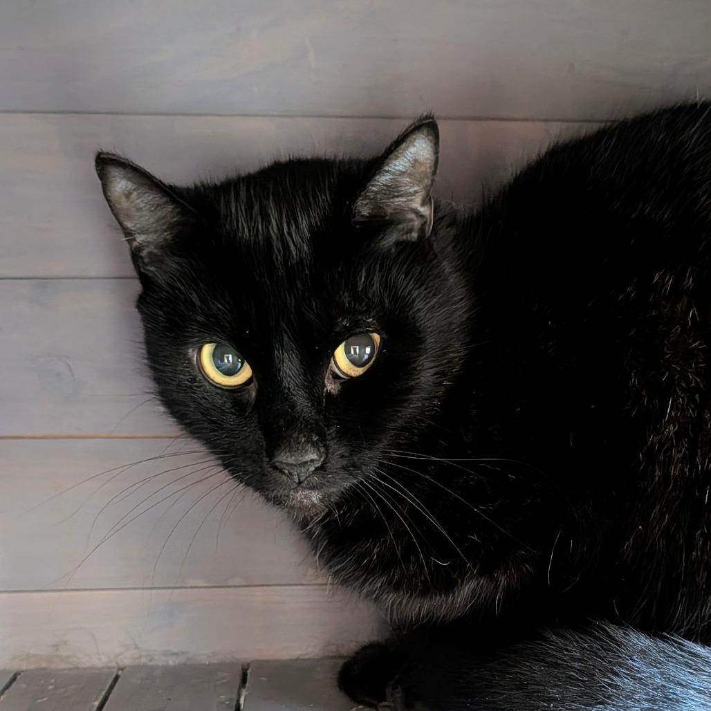 Enlarge Blackberry, a Adoptable Domestic Short Hair in Long Beach, CA image 2/3
