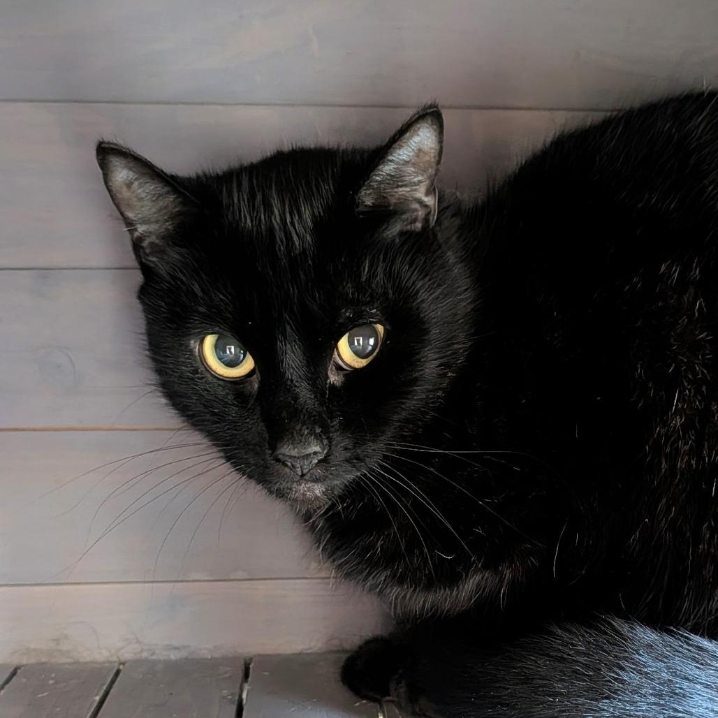 Enlarge Blackberry, a Adoptable Domestic Short Hair in Long Beach, CA image 3/3