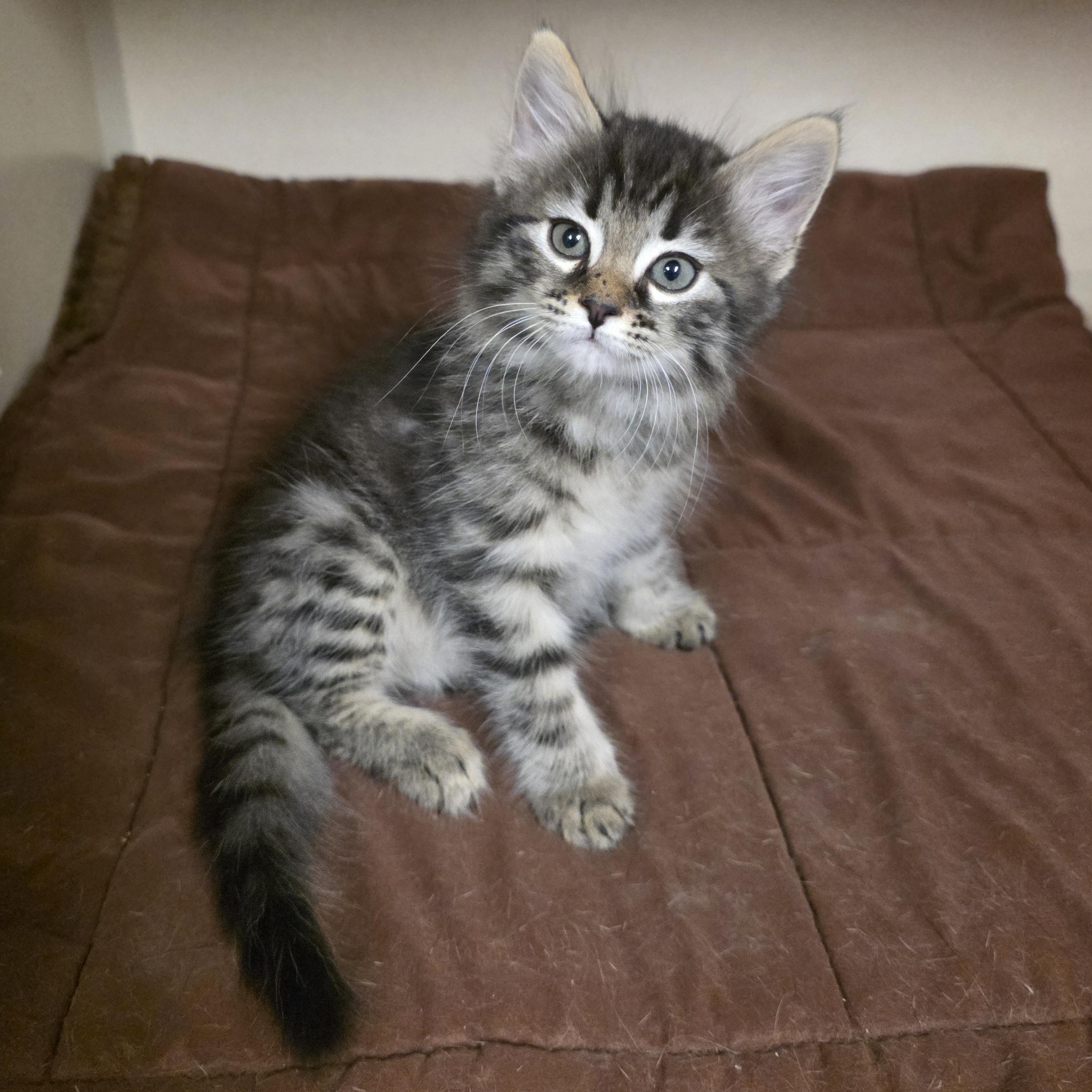 Mimi, adoptable, Kitten Female Tabby & Domestic Short Hair.