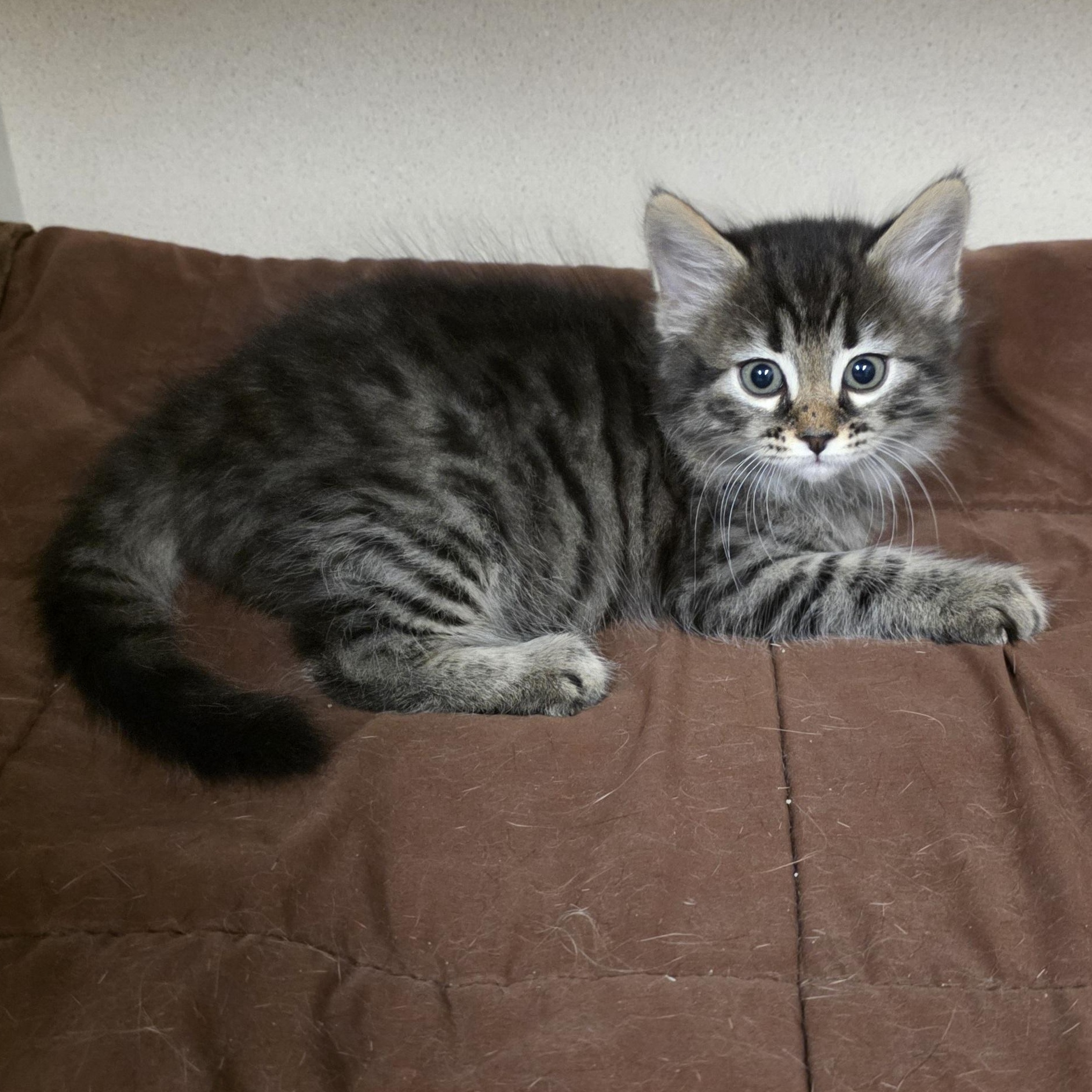 Enlarge Mimi, an adoption pending mixed breed in Greensboro, NC image 3/5
