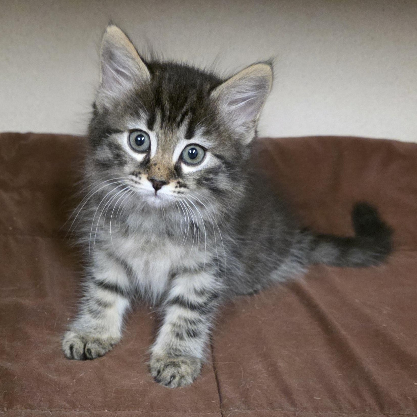 Enlarge Mimi, an adoption pending mixed breed in Greensboro, NC image 5/5
