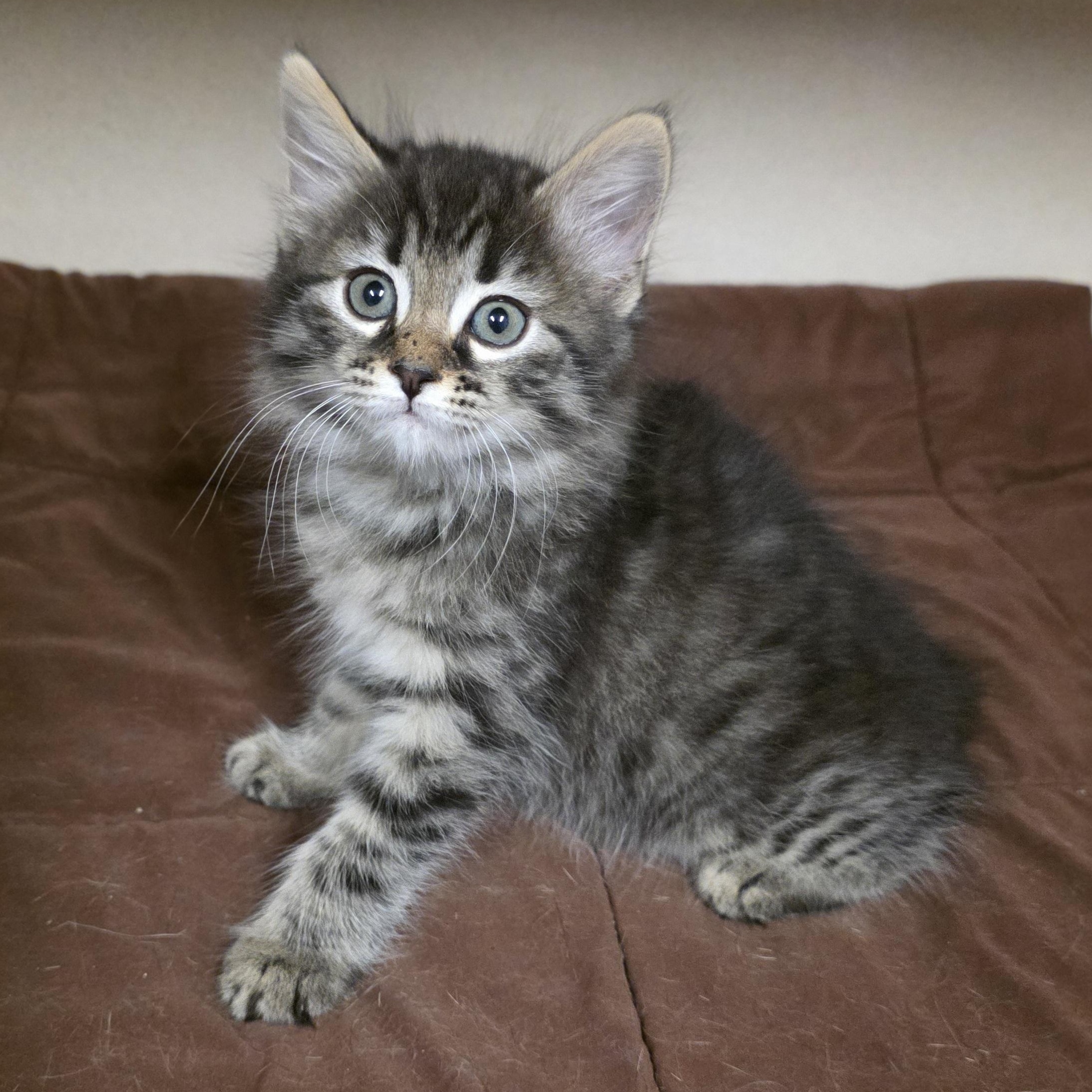 Enlarge Mimi, an adoption pending mixed breed in Greensboro, NC image 4/5