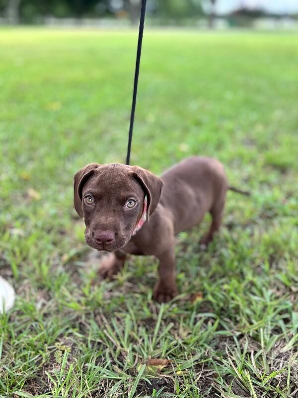 Vincent, Adoptable, Puppy Male Dachshund & Mixed Breed.