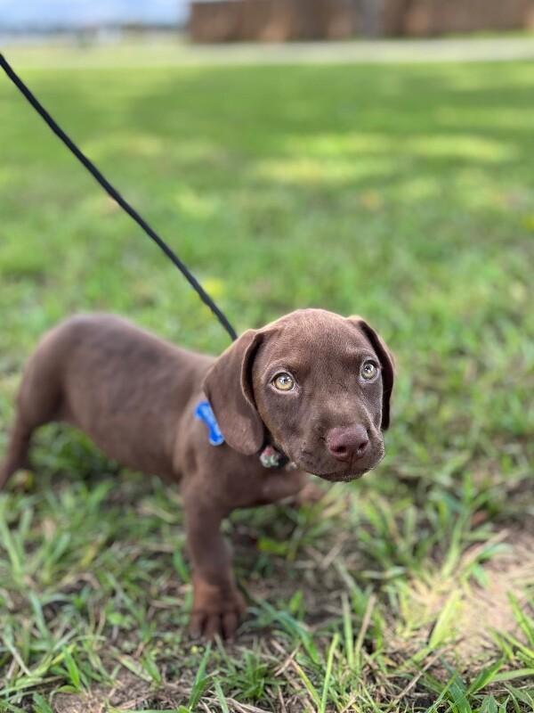 Enlarge Vincent, a Adoptable mixed breed in Berkeley Heights, NJ image 2/3