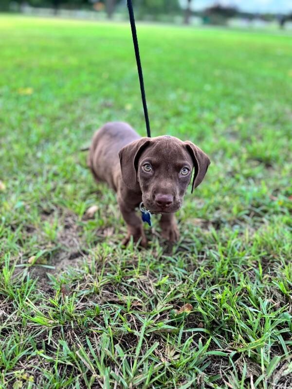 Enlarge Vincent, a Adoptable mixed breed in Berkeley Heights, NJ image 3/3