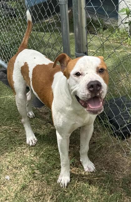 Lathyrus, adopted, Young Male American Bulldog & American Staffordshire Terrier.