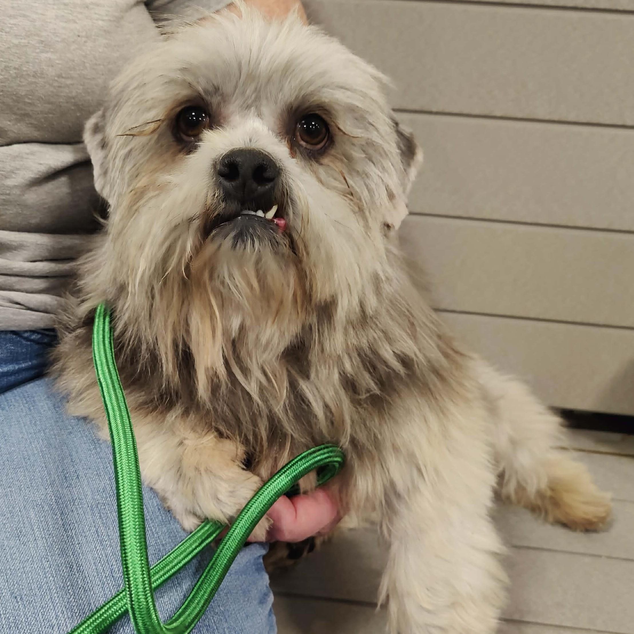 Enlarge SNAGLE, a ADOPTABLE Lowchen in Marana, AZ image 4/5