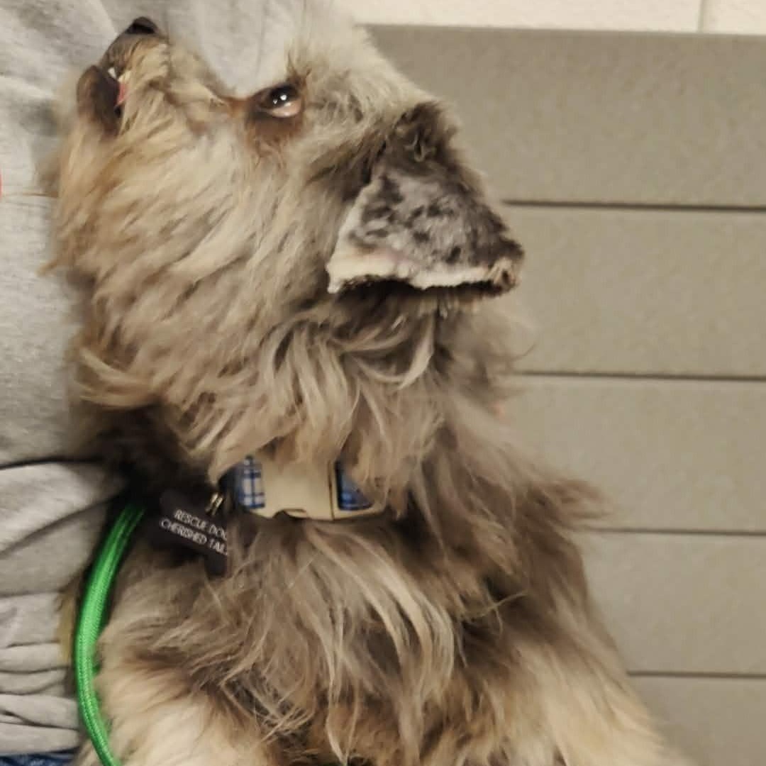 Enlarge SNAGLE, a ADOPTABLE Lowchen in Marana, AZ image 2/5